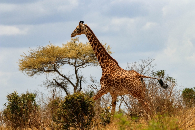 COLORES DE KENIA