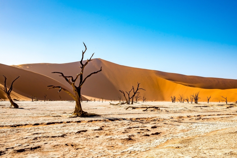 ESENCIAS DE NAMIBIA