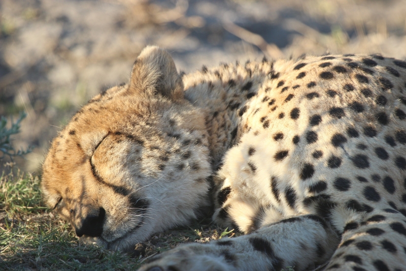 BOTSWANA AUTÈNTICA