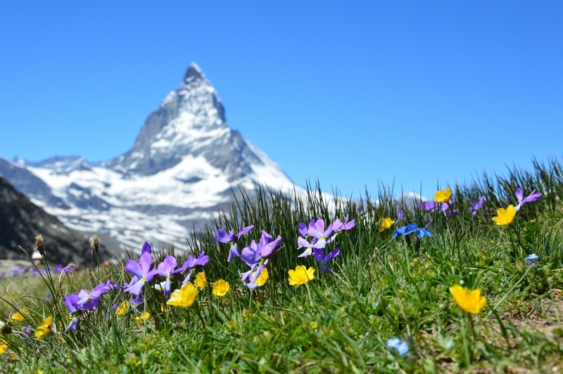 SUIZA EN TRENES PANORÁMICOS